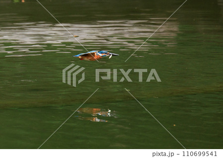 魚を獲るために水中にダイブする瑠璃色の人気者カワセミ 110699541