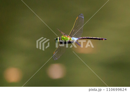 高速で巡回飛行する昆虫界最速の虫ギンヤンマ 110699624