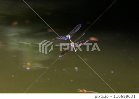 高速で巡回飛行する昆虫界最速の虫ギンヤンマ 110699631