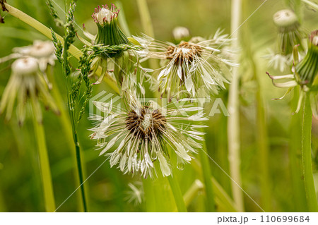 dew drops on the seeds of dandelion 110699684