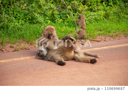 olive baboon (Papio anubis) Anubis baboon sitting on road olive baboon (Papio anubis) Anubis baboon sitting on road 110699687