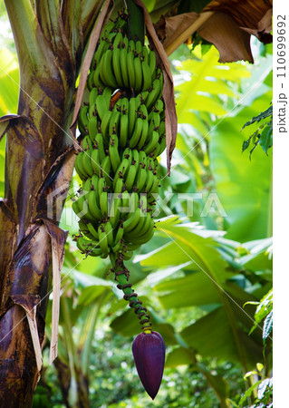 banana bluming and grove.big green clusters grow 110699692