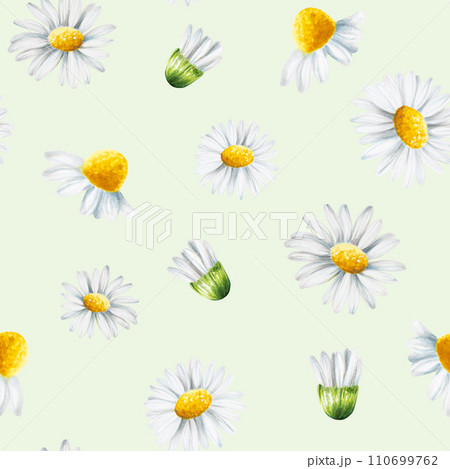 Watercolor seamless pattern with white daisy flowers illustration isolated on white background. Chamomile. Detail of beauty products and botany set, cosmetology and medicine. For designers, spa Watercolor seamless pattern with white daisy flowers illustration isolated on white background. Chamomile. Detail of beauty products and botany set, cosmetology and medicine. For designers, spa 110699762