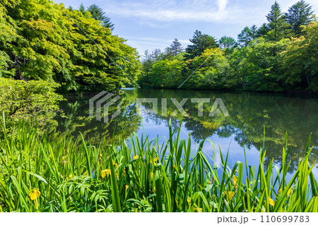長野県軽井沢町の春　新緑の雲場池 110699783