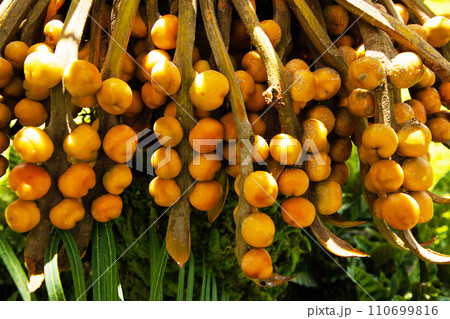 decorative orange palm fruits grow close-up 110699816