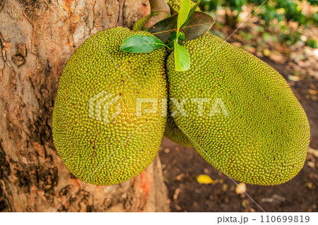 Jack fruits hanging in trees tropical fruit garden Jack fruits hanging in trees tropical fruit garden 110699819