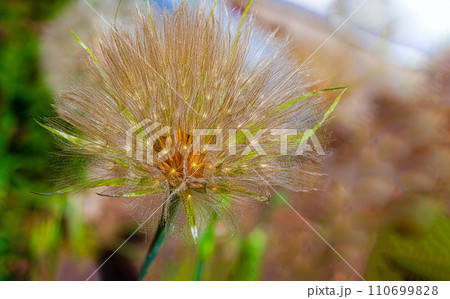 large dried faded dandelion in nature 110699828