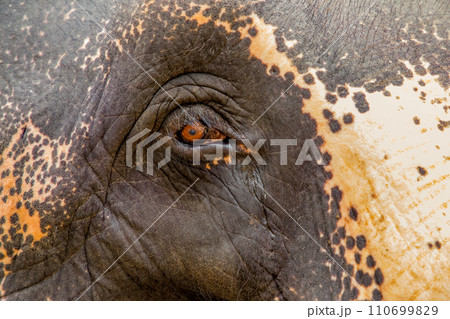 Asian Elephant skin texture abstract background 110699829
