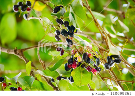 bunch of organic blood red and black Java plum fruits bunch of organic blood red and black Java plum fruits 110699863