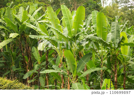 banana bluming and grove.big green clusters grow 110699897
