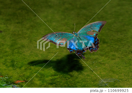 優雅に森を舞う黒いアゲハチョウの仲間クロアゲハ 110699925