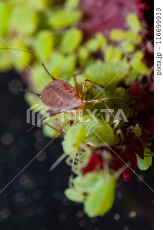 very close big macro portrait of aphids very close big macro portrait of aphids 110699939