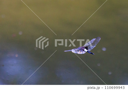 黒に白くて太い帯が目立つコシアキトンボ 110699943