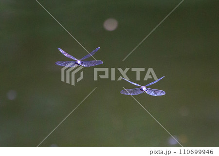 黒に白くて太い帯が目立つコシアキトンボ 110699946