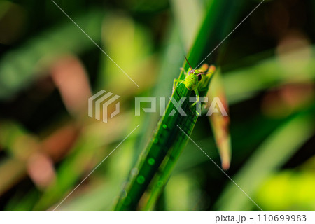 イネ科植物が大好きな農業害虫コバネイナゴ イネ科植物が大好きな農業害虫コバネイナゴ 110699983