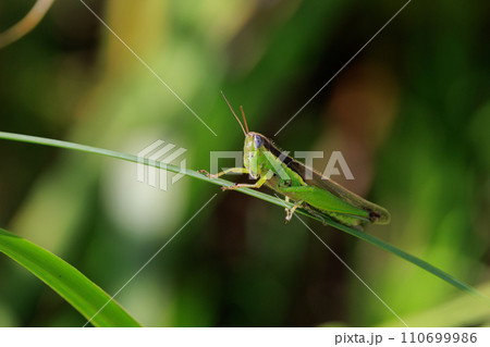 イネ科植物が大好きな農業害虫コバネイナゴ 110699986