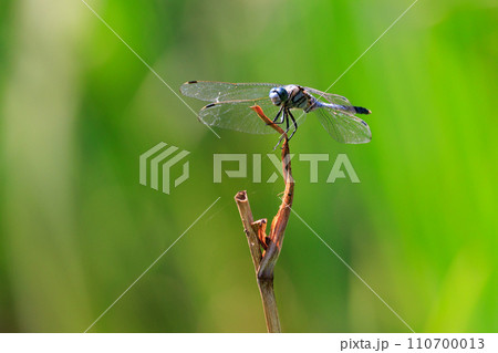 ツートンカラーの身近な蜻蛉シオカラトンボ 110700013