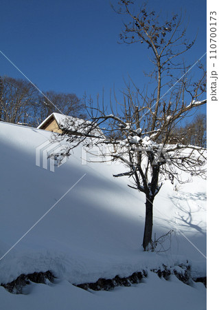 上の家山のと桐の木と大型の家、雪が美しい　福島県只見町 110700173