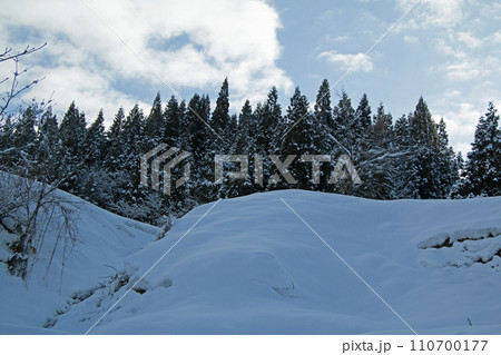 丘の雪と杉の並らびと青空と白い雲が美しい　福島県只見町 110700177