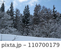 雪の樹林は元気いっぱい　福島県只見町 110700179