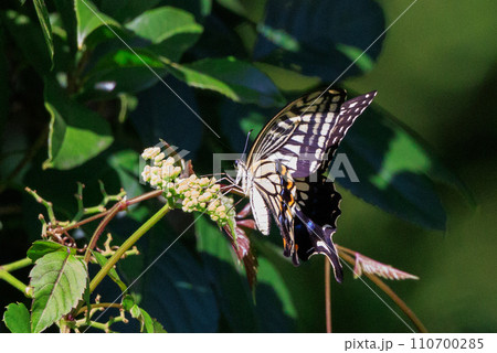都会から山地まで、様々な場所で見ることが出来る身近なナミアゲハ 110700285