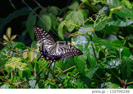 都会から山地まで、様々な場所で見ることが出来る身近なナミアゲハ 110700286