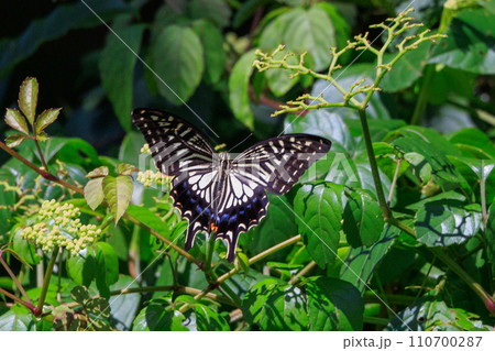 都会から山地まで、様々な場所で見ることが出来る身近なナミアゲハ 110700287