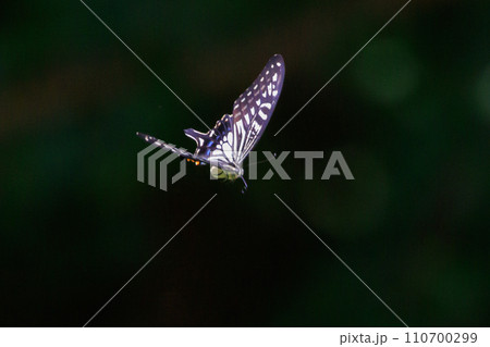 都会から山地まで、様々な場所で見ることが出来る身近なナミアゲハ 110700299