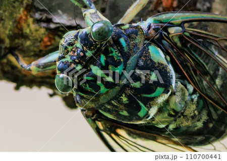 夏の陽射しや暑さを連想させる鳴き声　ミンミンゼミ 110700441