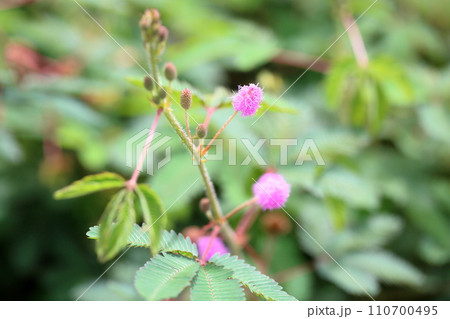 オジギソウの花 オジギソウの花 110700495