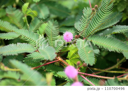 オジギソウの花 オジギソウの花 110700496