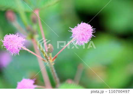 オジギソウの花 オジギソウの花 110700497