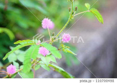 オジギソウの花 オジギソウの花 110700498