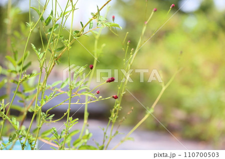 ワレモコウの花 ワレモコウの花 110700503
