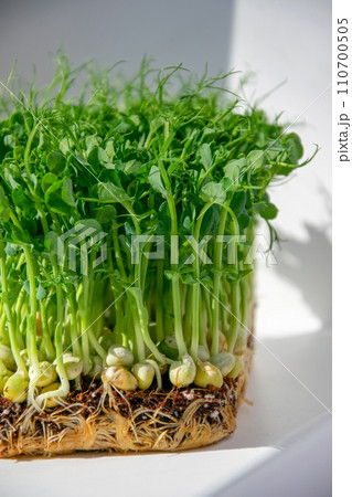 Oganic pea seed germination. Green pea sprouts ready for seedling 110700505