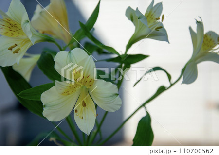 Delicate alstroemeria flowers close up. 110700562