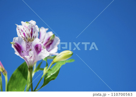 Purple-white variegated flower of the Inca lily against the sky. Space for text. 110700563