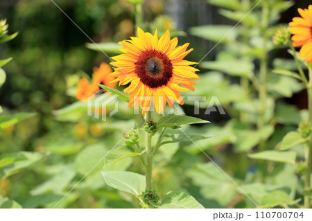 ヒマワリの花 110700704