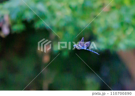 美しい青と緑のルリボシヤンマ 110700890