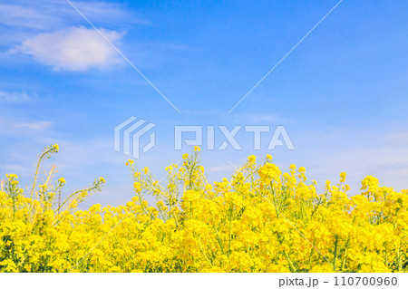爽やかな青空と菜の花の群生 爽やかな青空と菜の花の群生 110700960