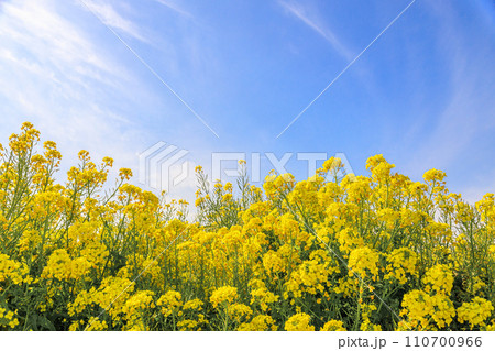 菜の花の群生地と青空 菜の花の群生地と青空 110700966