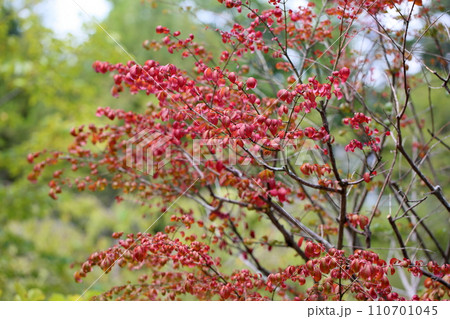 コマユミ紅葉 コマユミ紅葉 110701045