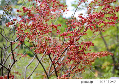コマユミ紅葉 コマユミ紅葉 110701047