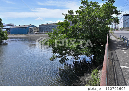 川口散歩・緑川　一級河川　川口市宮町 110701605