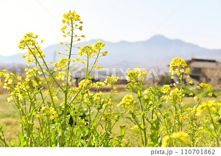 菜の花の黄色い花咲く春の風景 110701862
