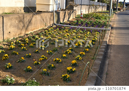 びん沼川花壇　冬景色　びん沼川湖畔　さいたま市 110701874