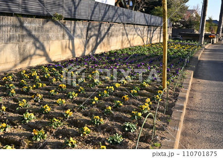 びん沼川花壇　冬景色　びん沼川湖畔　さいたま市 110701875