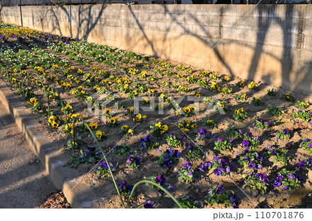 びん沼川花壇　冬景色　びん沼川湖畔　さいたま市 110701876