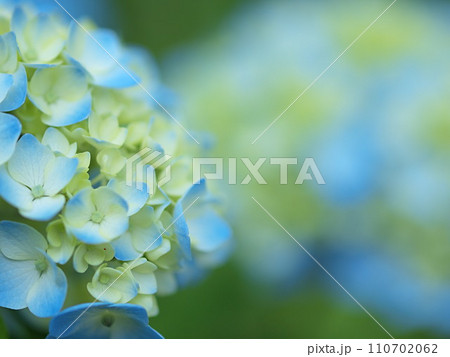 青い紫陽花のアップ 110702062