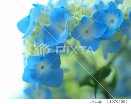 青い紫陽花のアップ 110702063